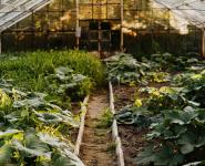 Kräutergarten-Experiment